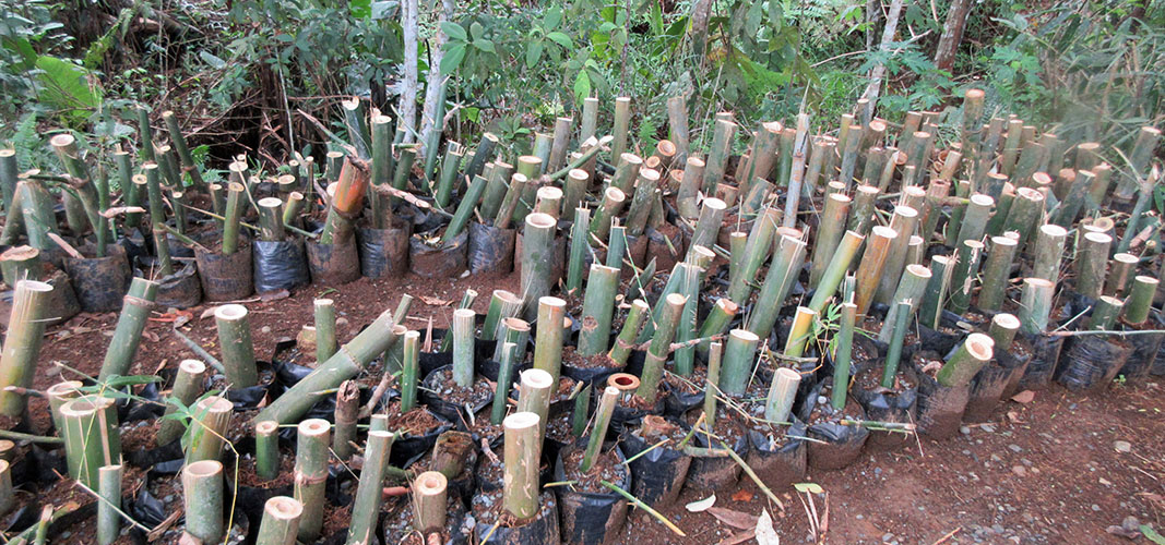Construire avec le bambou, construire la communauté
