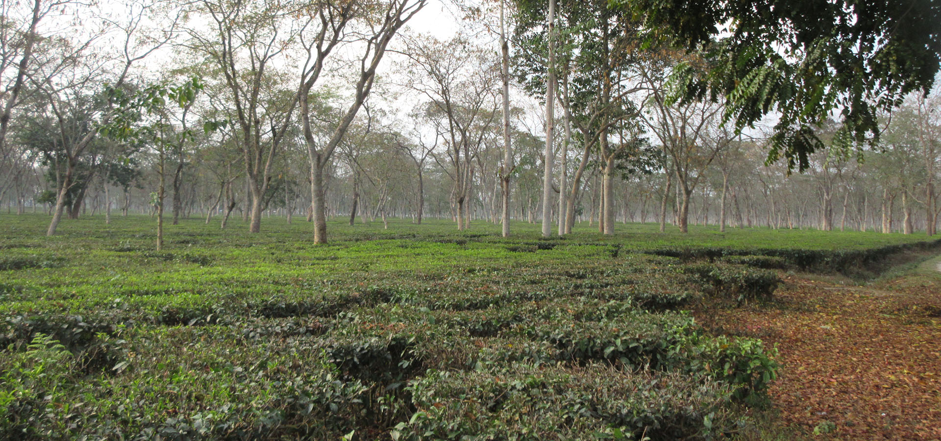 NEPAL – Llevando una educación de calidad a los hijos de los trabajadores del té