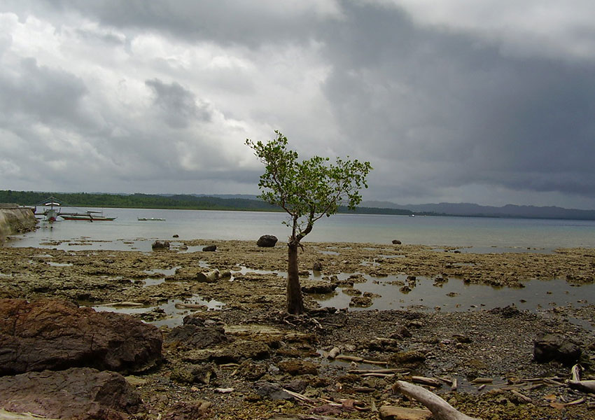 2024-06-04_annuario24-025_tree