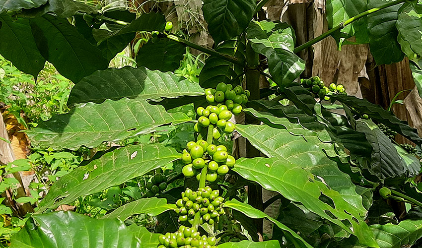 2024-07-09_framing-kerala_plants1