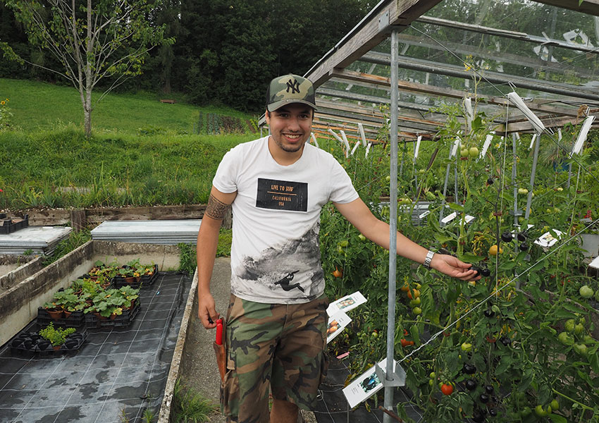 2024-08-16_annuario24-088_tomatoes