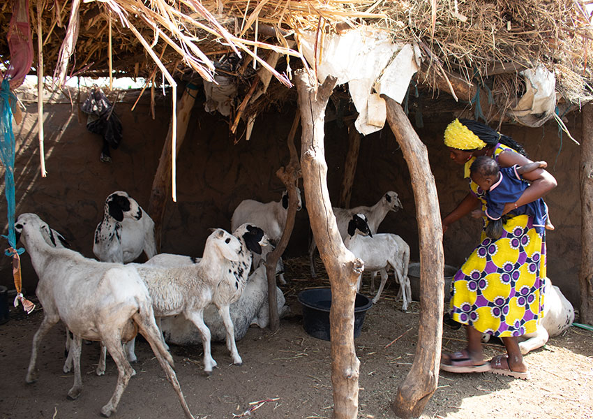 2025-09-05_jrs-nigeria_livestock